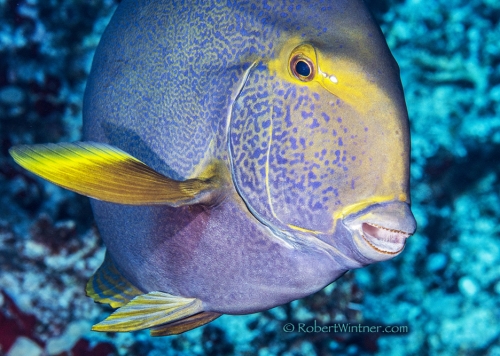 Eyestripe Surgeonfish Speaks