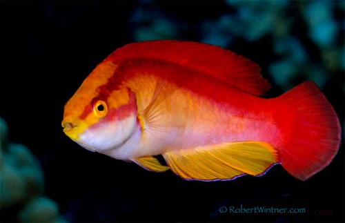 Flame Wrasse Confidential