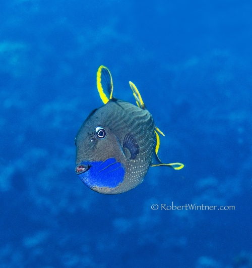 Gilded Triggerfish in the Mist
