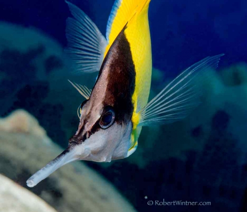 Longnose Butterflyfish Comes Forth